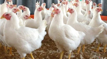 أسعار الفراخ البيضاء في بورصة الدواجن ترتفع وتأثيرها على تكلفة السوق المصرية اليوم 1